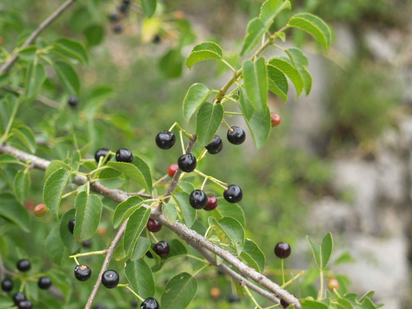 Cherry, St. Lucie's fruit